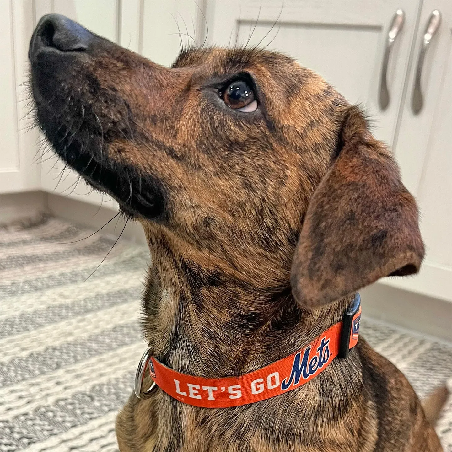 Let's Go Mets Dog Collar/Leash