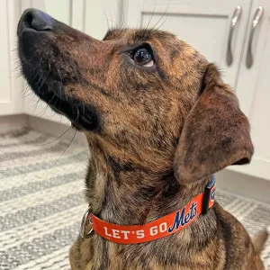 Let's Go Mets Dog Collar/Leash